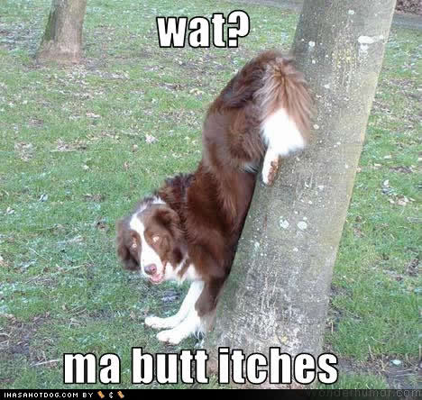 Dog scratching its butt on a  tree